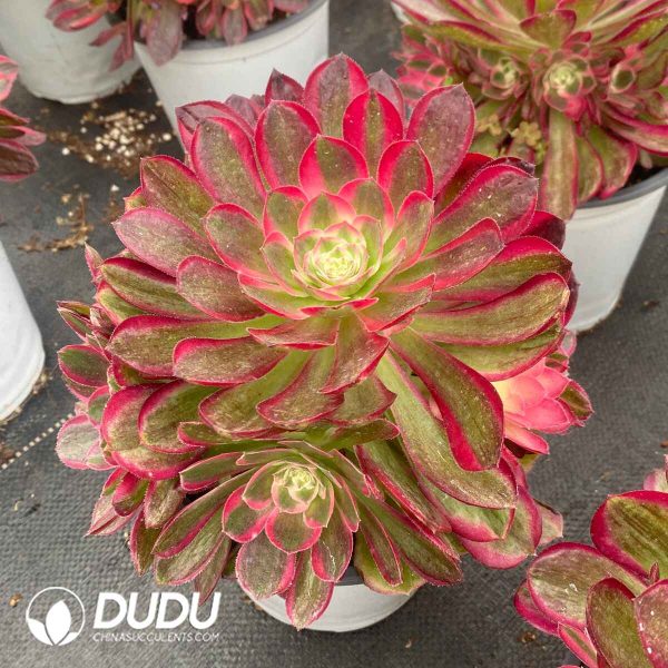 Aeonium Peacock Feather Variegated Clustering - Image 2