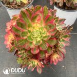 Aeonium Sea Fairy Variegated Clustering