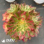 Aeonium Sea Fairy Variegated Clustering - Image 2