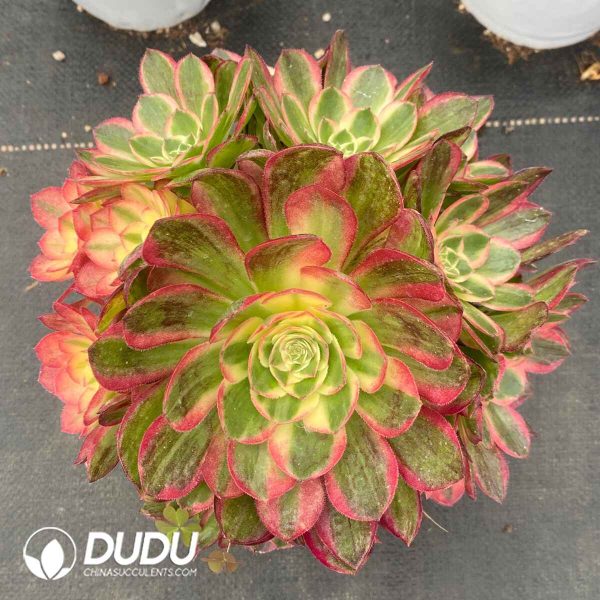 Aeonium Sea Fairy Variegated Clustering - Image 2