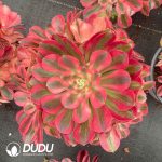 Aeonium Pink Witch Variegated Clustering