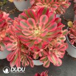 Aeonium Pink Witch Variegated Clustering - Image 2