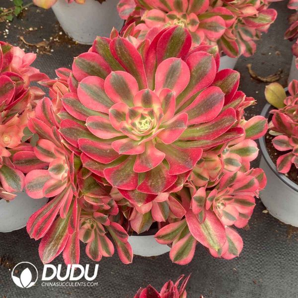 Aeonium Pink Witch Variegated Clustering - Image 2