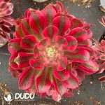 Aeonium Pink Girl Variegated Clustering