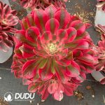 Aeonium Pink Girl Variegated Clustering - Image 2