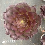 Aeonium Charming Gold Rose Clustering