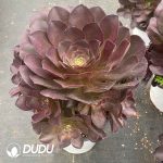 Aeonium Charming Gold Rose Clustering - Image 2