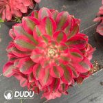 Aeonium Pink Witch Variegated Clustering