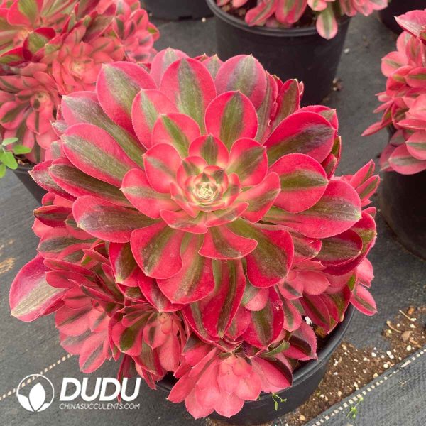 Aeonium Pink Witch Variegated Clustering - Image 2