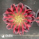 Aeonium Pure Heart