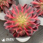 Aeonium Pure Heart - Image 2