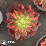 Aeonium Neptune