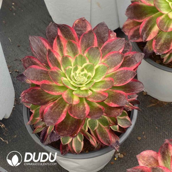 Aeonium Neptune - Image 2