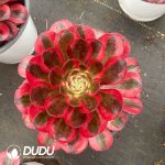 Aeonium Hongyun