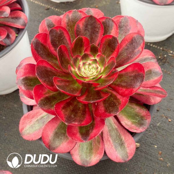 Aeonium Hongyun - Image 2