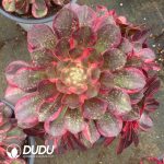 Aeonium Black Devil Variegated Clustering