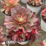 Aeonium Black Devil Variegated Clustering - Image 2