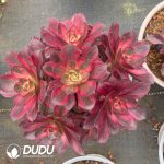 Aeonium Nafu Lollipop  Clustering