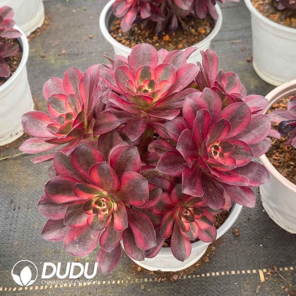 Aeonium Nafu Lollipop  Clustering - Image 2