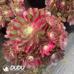 Aeonium Peacock Feather Clustering