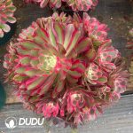 Aeonium Peacock Feather Clustering - Image 2
