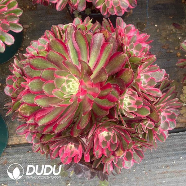 Aeonium Peacock Feather Clustering - Image 2