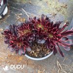 Aeonium Super Bang Cristata