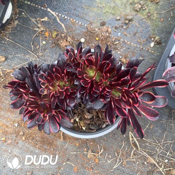 Aeonium Super Bang Cristata - Image 2