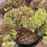 Aeonium Neptune Cristata