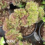 Aeonium Neptune Cristata - Image 2