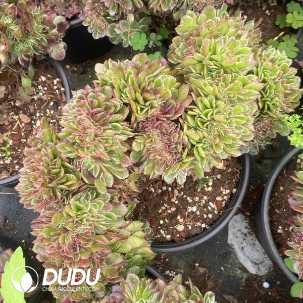 Aeonium Neptune Cristata - Image 2