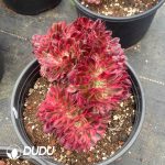 Aeonium Lychee Cristata