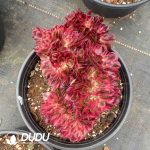 Aeonium Lychee Cristata - Image 2