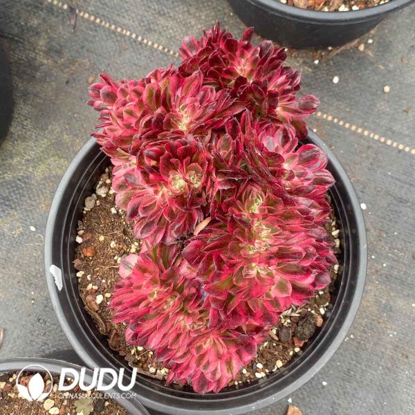 Aeonium Lychee Cristata - Image 2