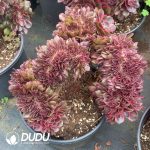 Aeonium Black Devil Variegated Cristata