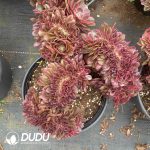Aeonium Black Devil Variegated Cristata - Image 2