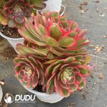 Aeonium Night Banquet Clustering