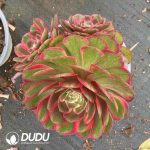 Aeonium Night Banquet Clustering - Image 2