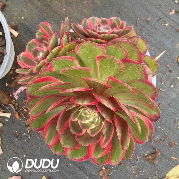 Aeonium Night Banquet Clustering - Image 2