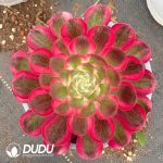 Aeonium Peacock Feather