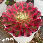 Aeonium Peacock Feather - Image 2
