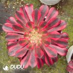 Aeonium Red Copper