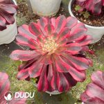 Aeonium Red Copper - Image 2