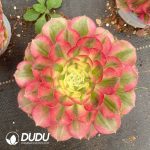 Aeonium Peacock Feather