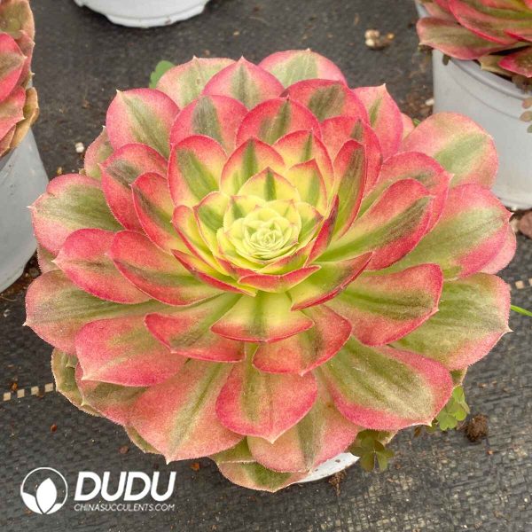 Aeonium Peacock Feather - Image 2