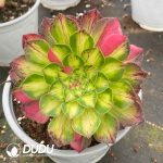 Aeonium Zhifou Variegated