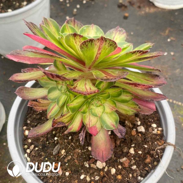 Aeonium Zhifou Variegated - Image 2