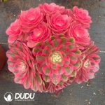 Aeonium Litchi Lollipop Variegated Clustering