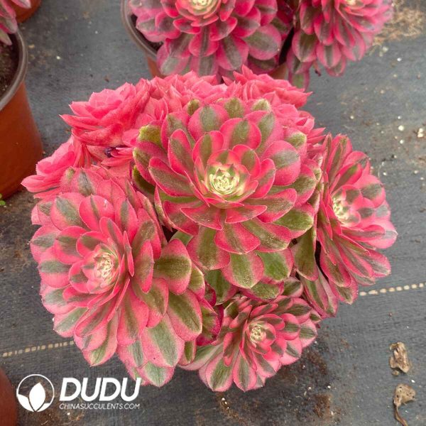 Aeonium Litchi Lollipop Variegated Clustering - Image 2