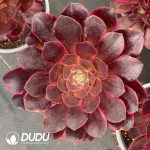 Echeveria Honghualang Variegated